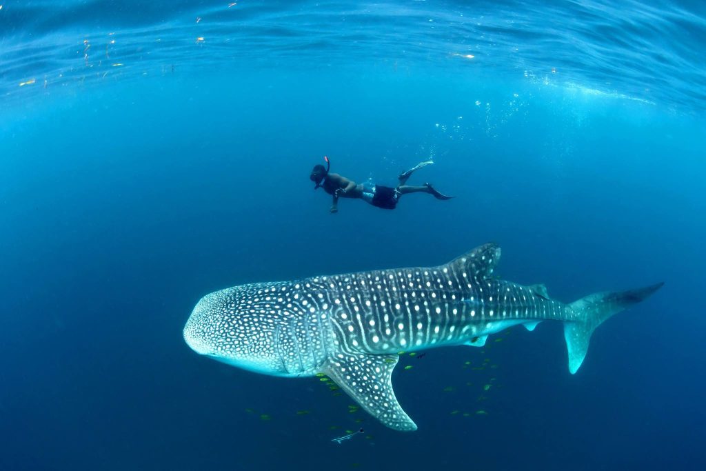 Whale shark swimming gracefully in the clear waters of Mafia Island, Tanzania.