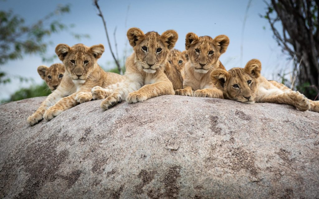 A group of lion cubs in Serengeti National Park